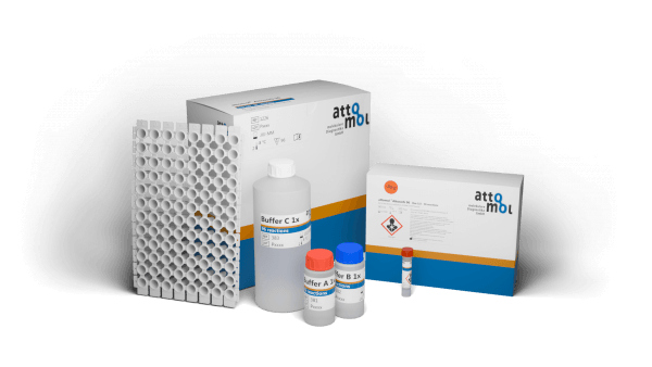 Nukleins&auml;urereinigung mit Attosorb 96-Kit